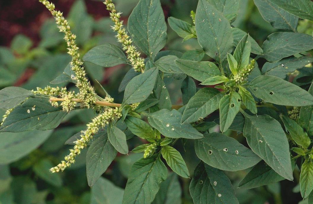 長芒莧-入侵植物界的‘草霸’，特征與危害詳解