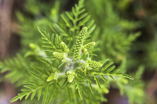 豚草是什么植物？解析這種外來(lái)入侵植物的危害與特點(diǎn)