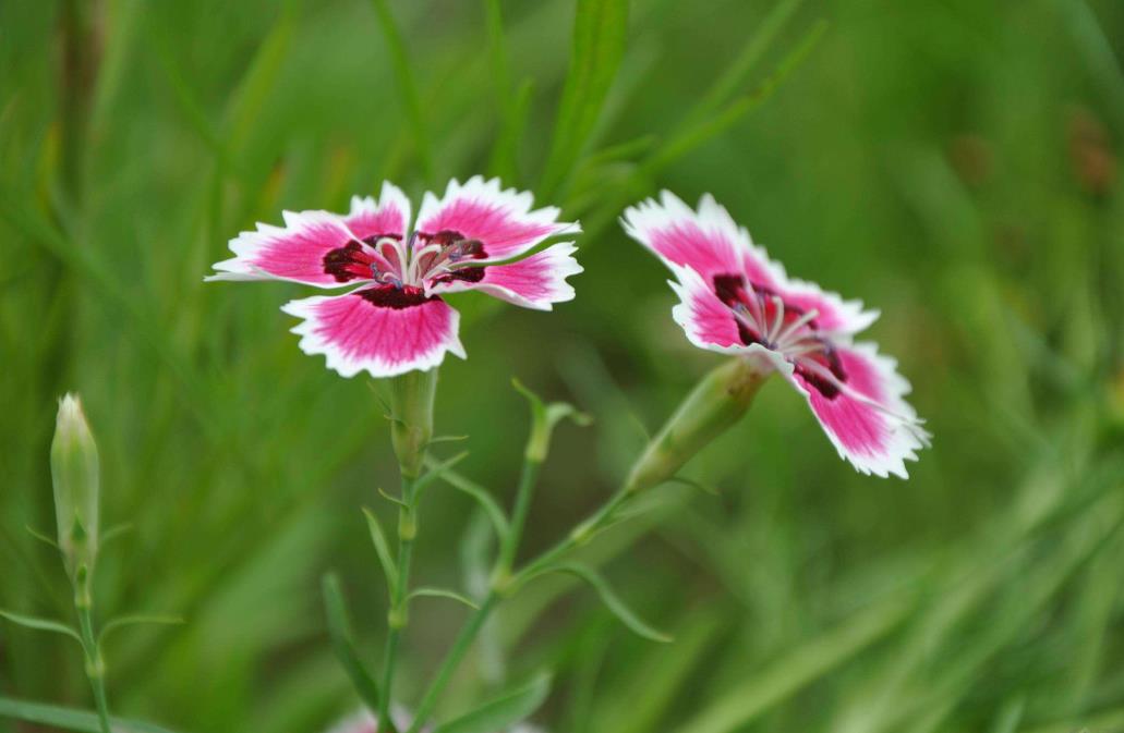 石竹花幾月份開花，養殖環境要求是什么