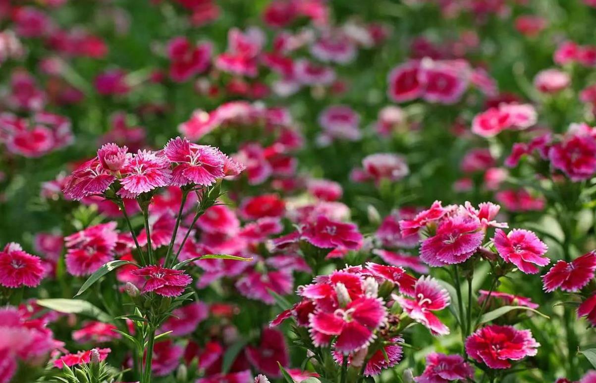 石竹花幾月份開花，養殖環境要求是什么