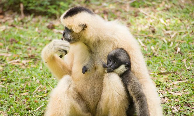 哪些哺乳動物擁有類似人類的驚人特征與能力？