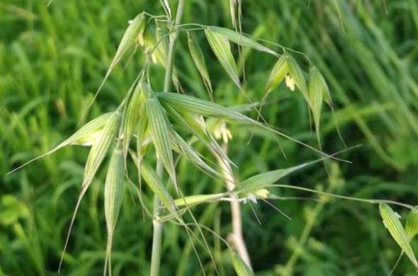 田間雜草-野燕麥的生長(zhǎng)環(huán)境條件與特點(diǎn)價(jià)值介紹