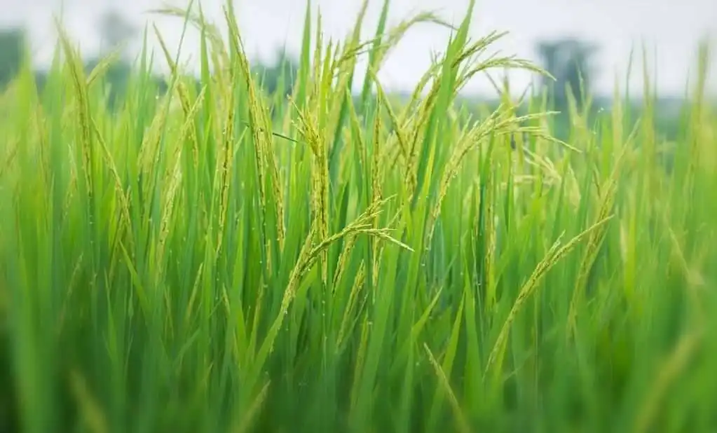 大米草是什么植物，有什么價值及危害