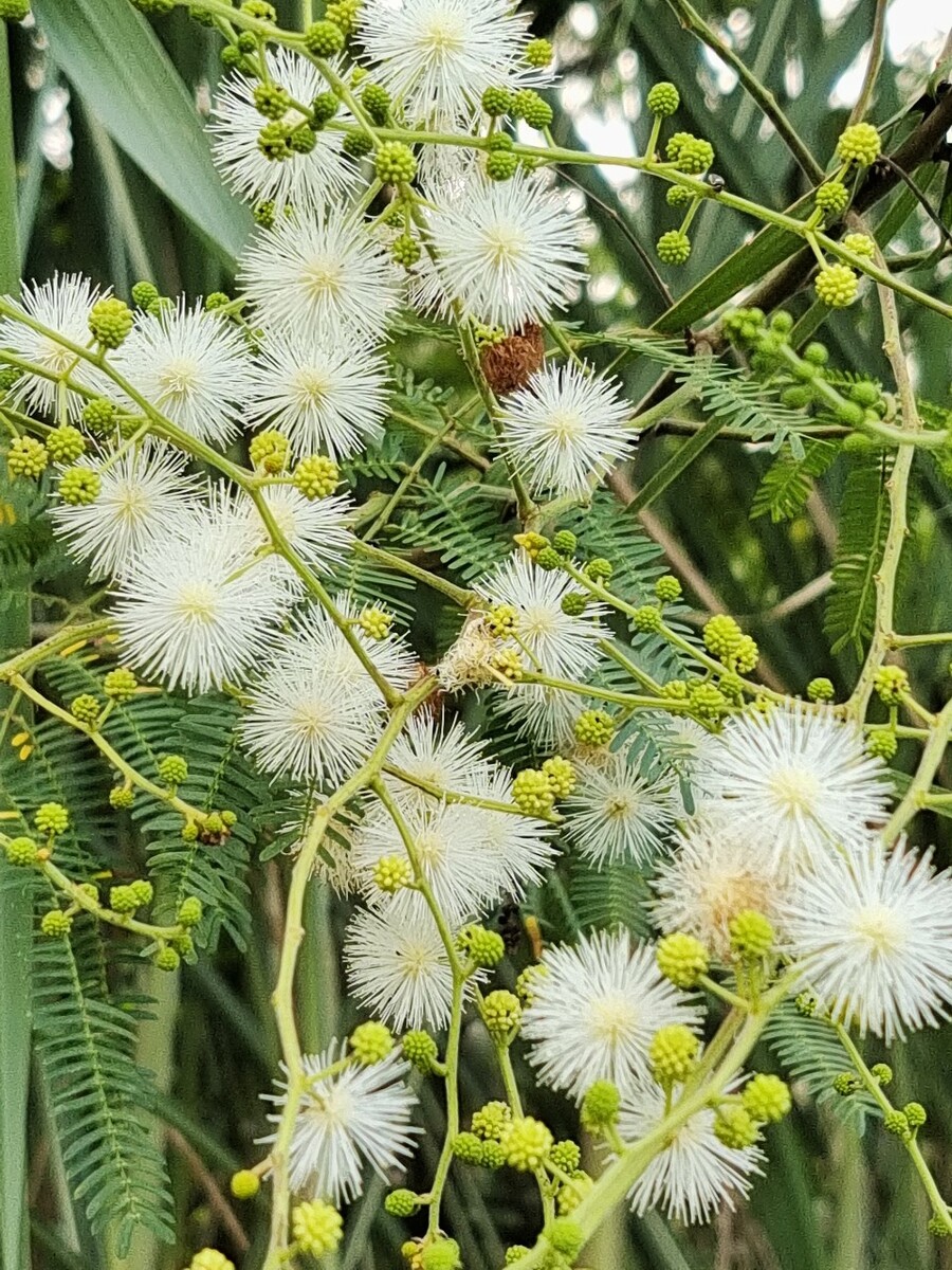 銀合歡是什么植物，有什么特點(diǎn)和價(jià)值