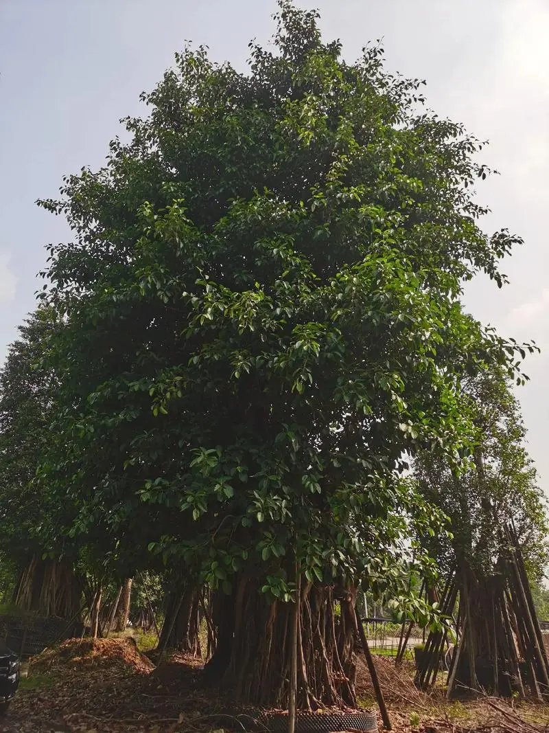 高山榕生長分布在哪些地方，有什么特點和價值