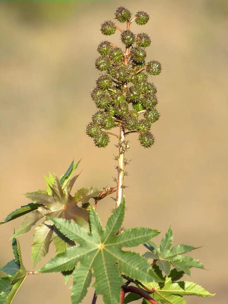 蓖麻是什么植物，生長環境和氣候特點介紹