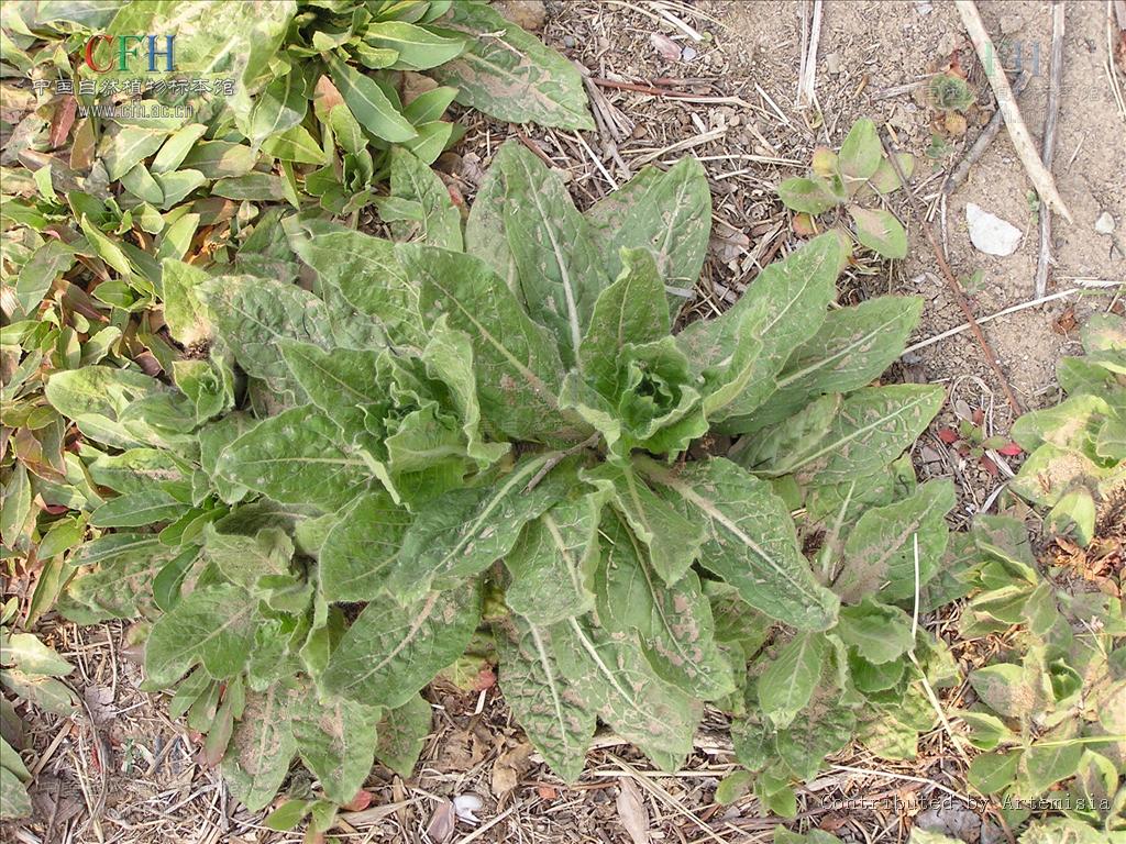 小花山桃草是什么植物，有什么價值與危害