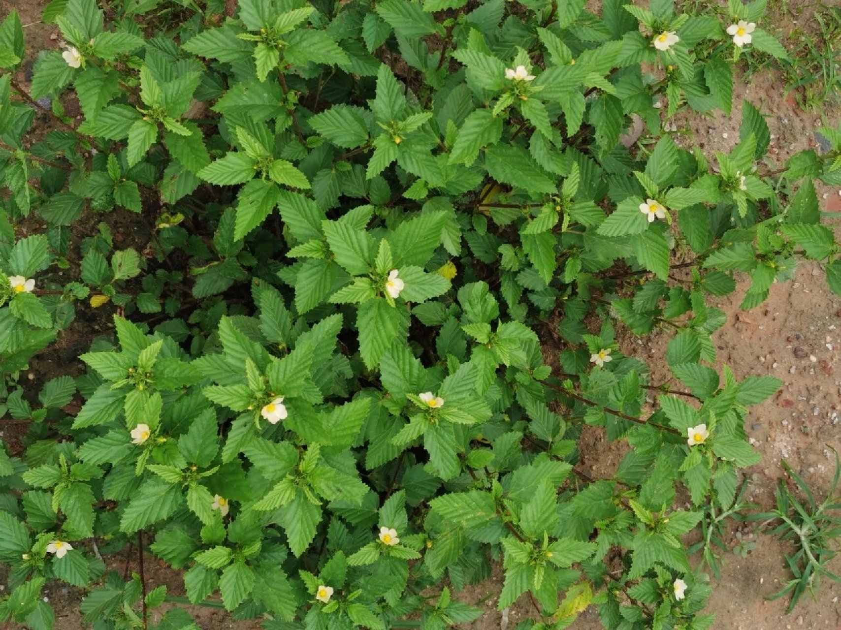 賽葵是什么植物，有什么作用和特征