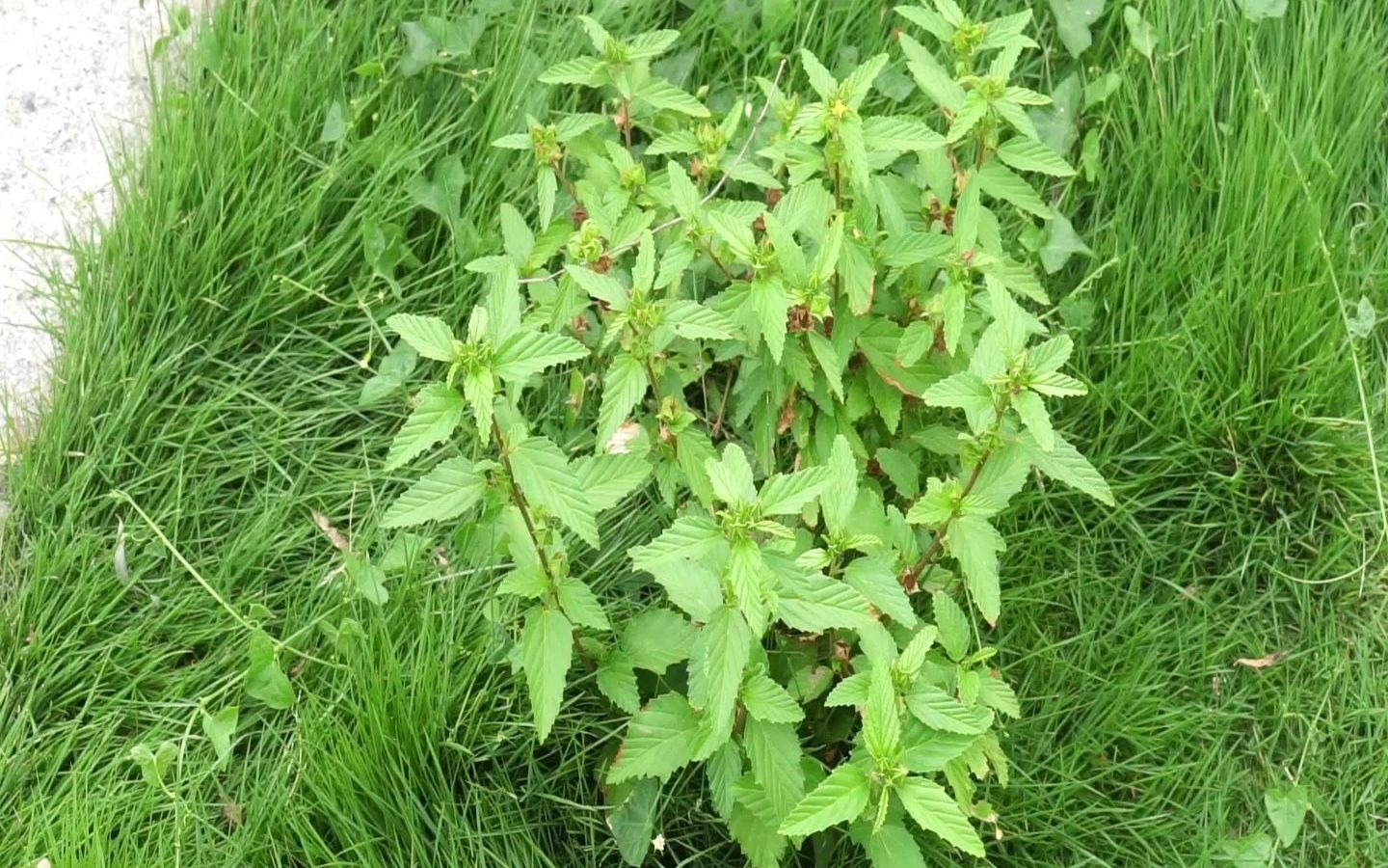 賽葵是什么植物，有什么作用和特征