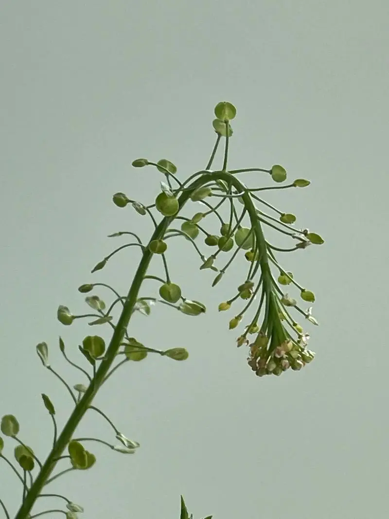 北美獨行菜是入侵物種嗎，有什么特點和危害