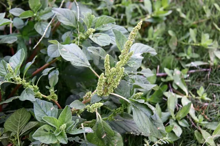 凹頭莧長什么樣，是能吃的野菜嗎