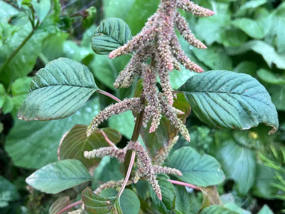 植物命名奧秘-為何眾多植物以“莧”字結尾？