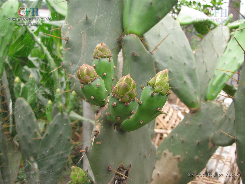 梨果仙人掌是什么植物，有什么特征，生長分布在哪些地方