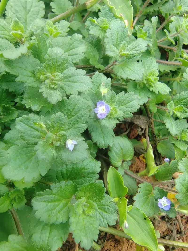 阿拉伯婆婆納是入侵植物嗎，有什么價值和危害