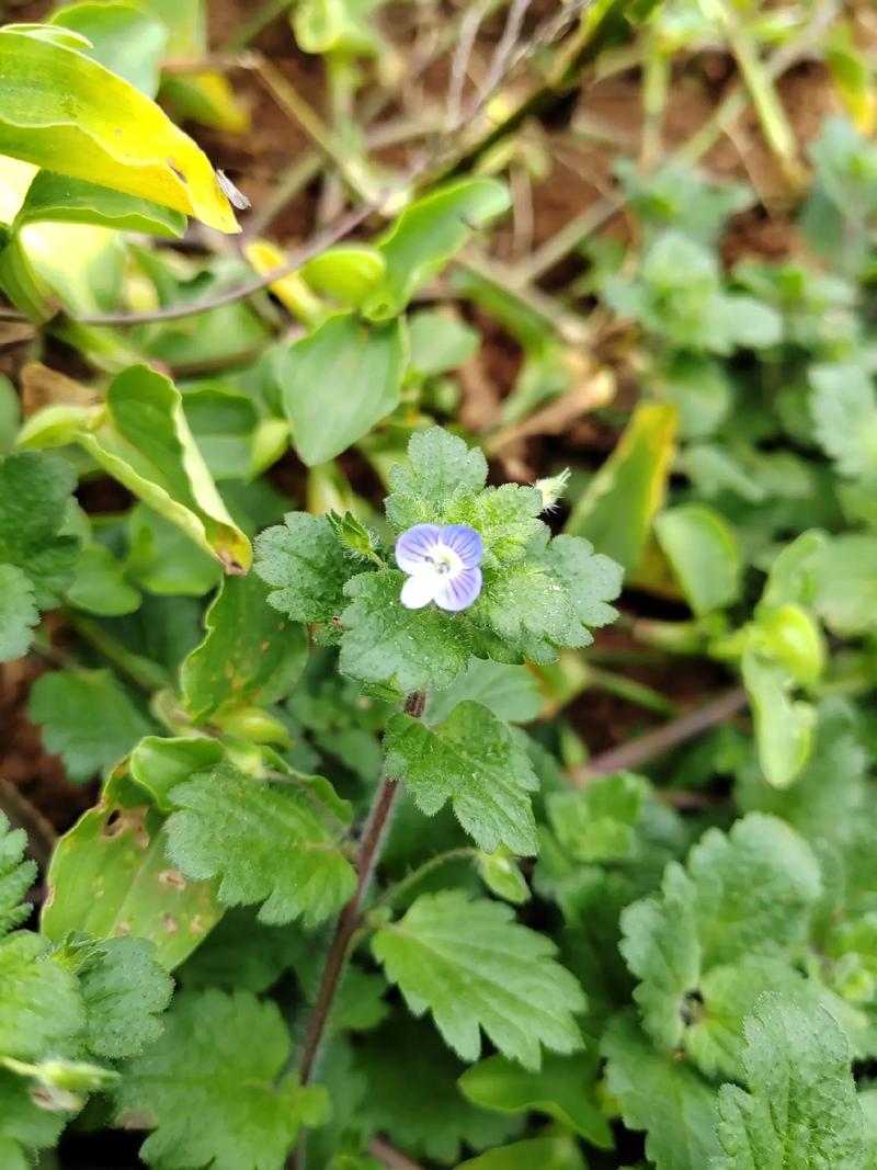 阿拉伯婆婆納是入侵植物嗎，有什么價值和危害