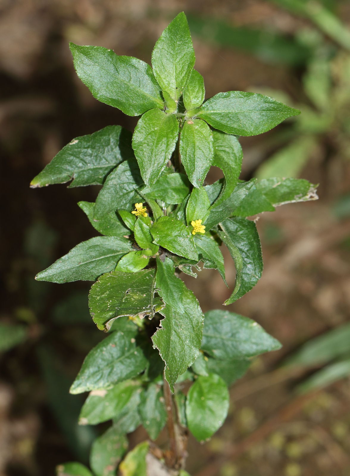 金腰箭植物特征、價(jià)值介紹與不容忽視的生態(tài)危害