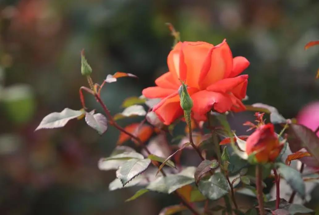 月季秋天也能美如畫！這些月季花品種秋季開花超驚艷