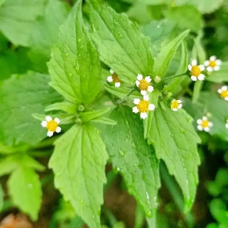 了解入侵植物牛膝菊的價值與危害