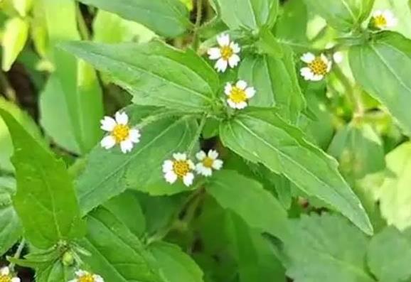 粗毛牛膝菊介紹，有什么特點和危害