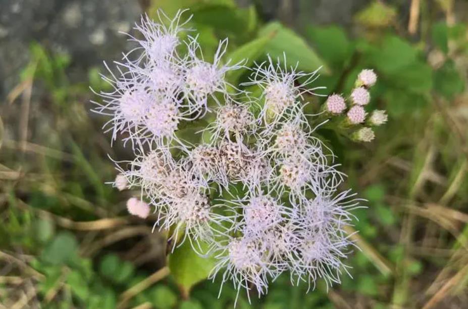 入侵植物破壞草導致生物多樣性喪失與生態平衡受威脅