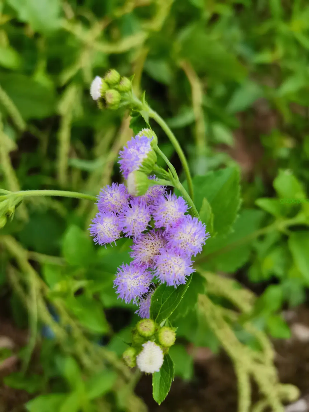 藿香薊是什么植物，和藿香有什么關系嗎