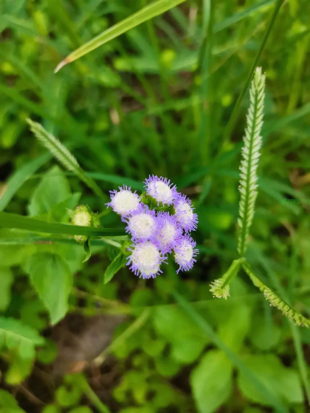 藿香薊是什么植物，和藿香有什么關系嗎