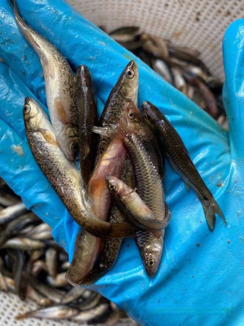 冷水性魚類柳根魚的生長環境與人工養殖方案