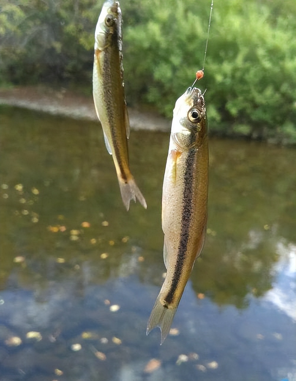 冷水性魚類柳根魚的生長環境與人工養殖方案