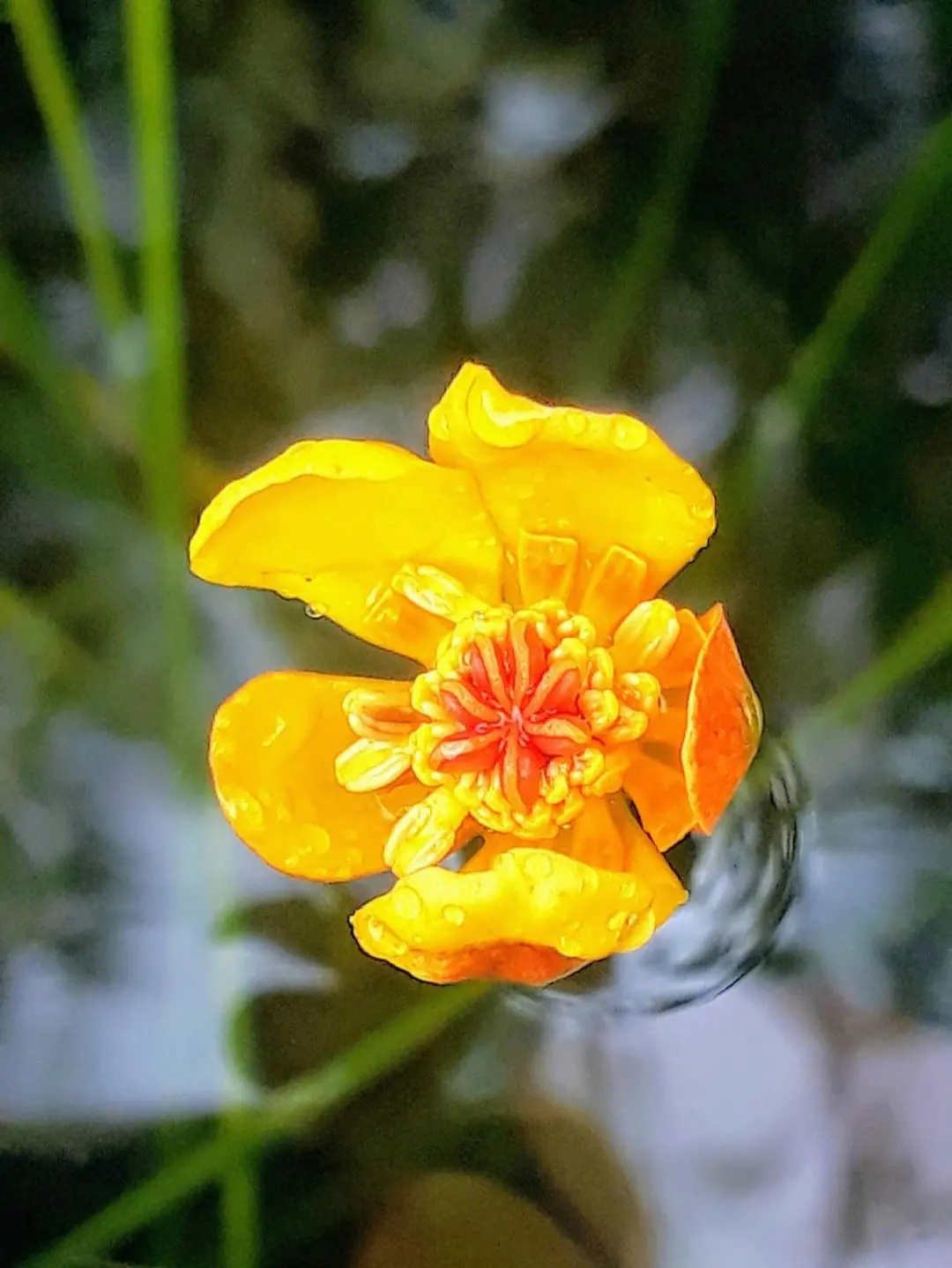 萍蓬草開花是什么顏色，室內可以養殖嗎？