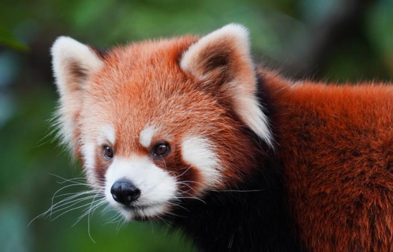 卵生動物和胎生動物有什么區別，有什么特征