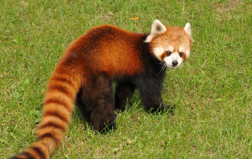 國家二級保護動物-小熊貓介紹與分布區域