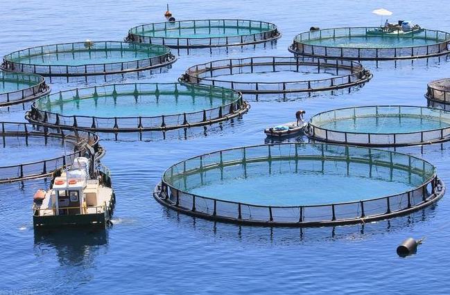 水產養殖自制飼料配方的原則及方法