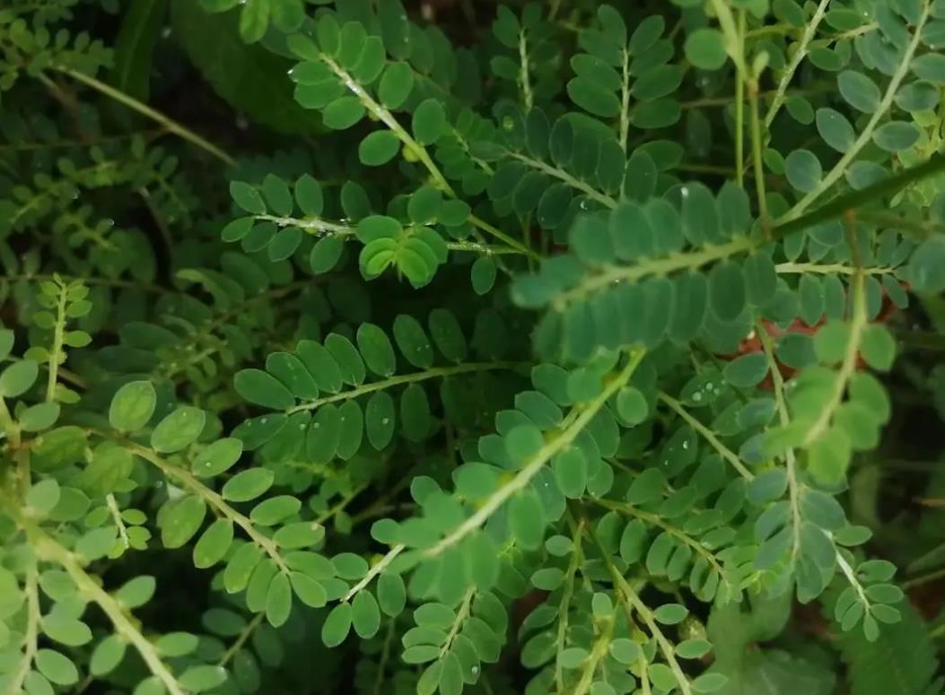 珠子草：一種具有藥用價值的野生植物及其危害介紹