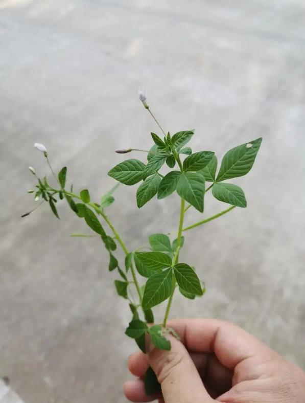 皺子白花菜是什么植物，有什么特點(diǎn)和作用價(jià)值？