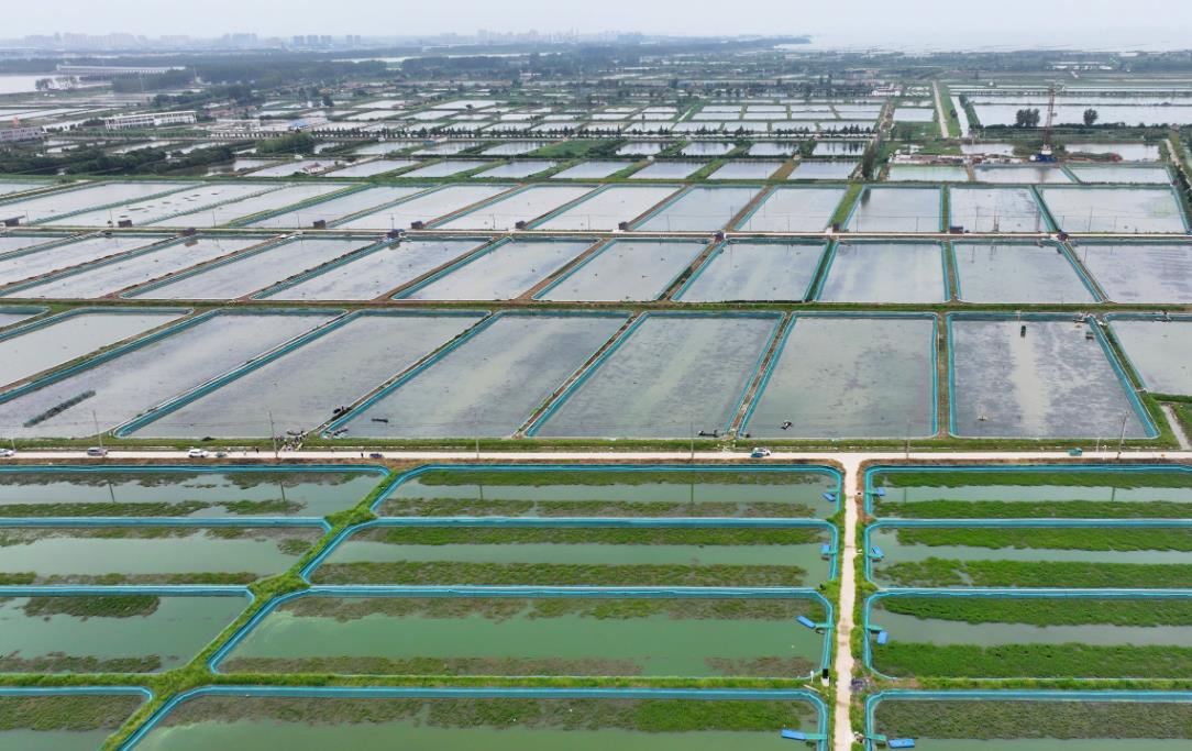 藻類植物在水產(chǎn)養(yǎng)殖中有什么作用，哪些漁業(yè)養(yǎng)殖需要藻類植物作為補(bǔ)充食物？