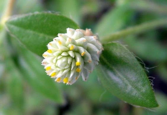 銀花莧開花是什么顏色，庭院養殖需要注意什么？