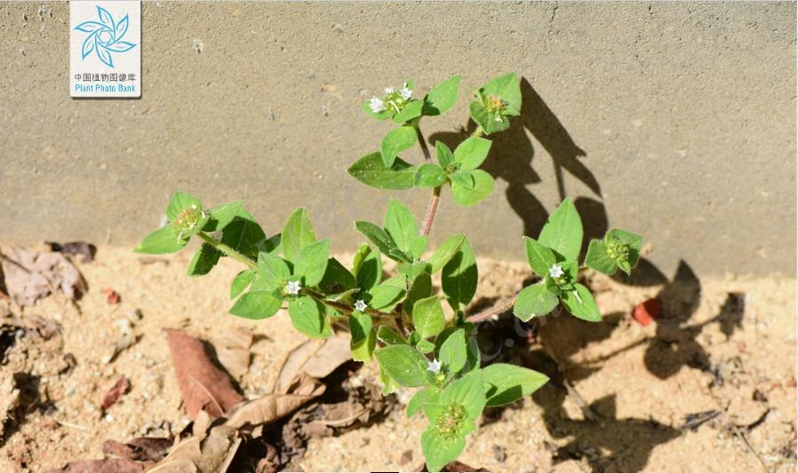 巴西墨苜蓿植物有什么特點和危害？