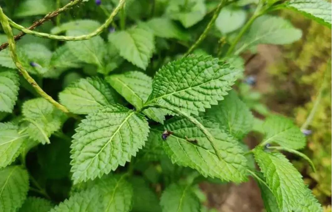 假馬鞭是什么植物，有什么危害和用途？