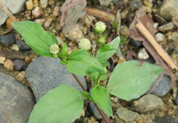 白花金鈕扣是什么植物，有哪些價值用途？