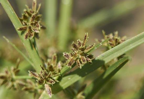 蘇里南莎草是入侵植物嗎，有什么價(jià)值和危害？