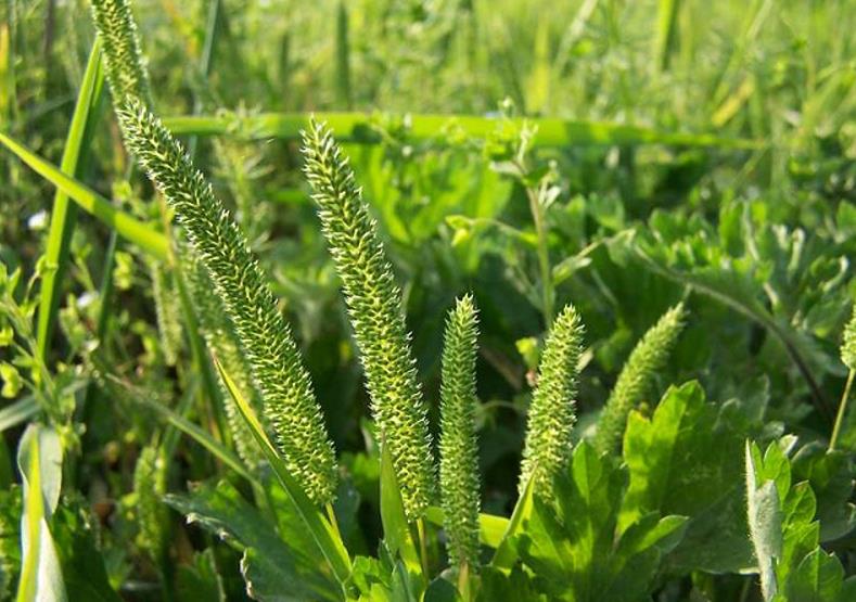 梯牧草有什么別名，可以做牧草飼料嗎？