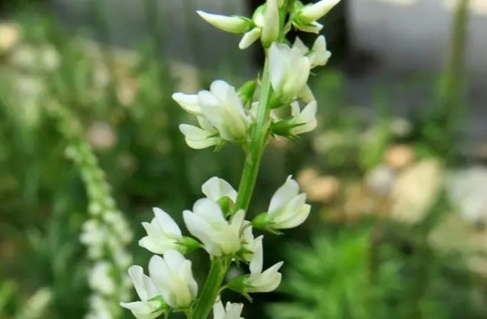 白花草木犀的原產地是哪里，有什么特點？