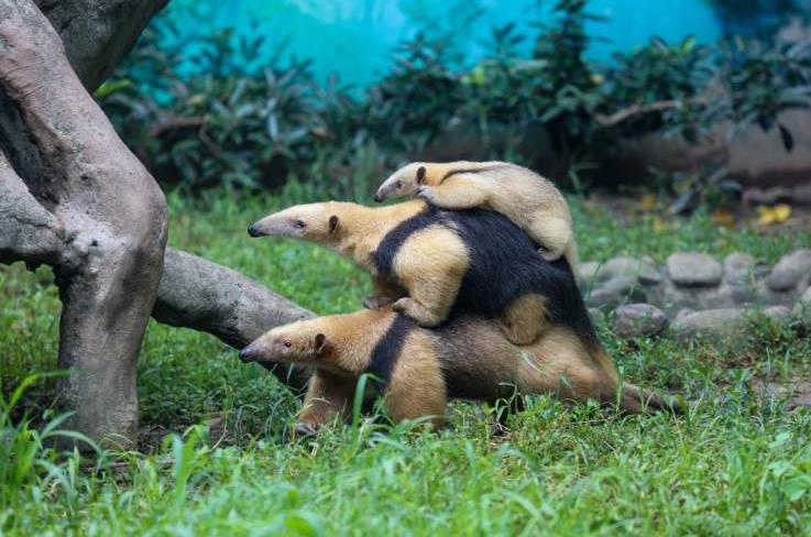 食蟻獸是什么動物，為什么疊羅漢？