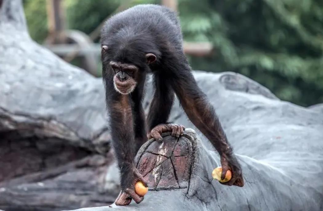 動物園里有些動物為什么一直轉圈？