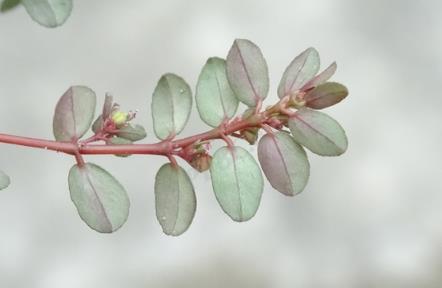 匍匐大戟是什么植物，有什么價值和危害？