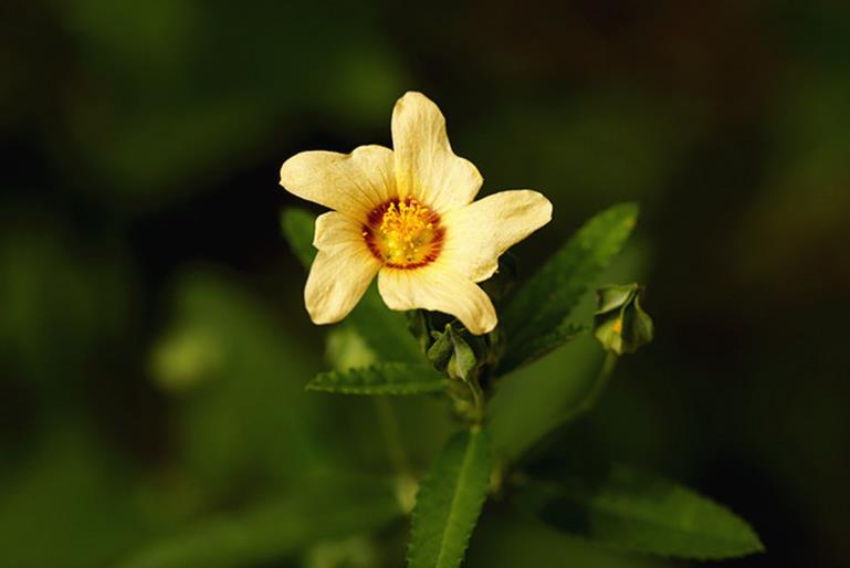 黃花稔開(kāi)花是什么顏色，室內(nèi)可以養(yǎng)殖嗎？