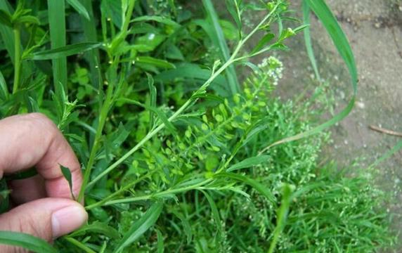 綠獨行菜是什么植物，有什么價值和危害？