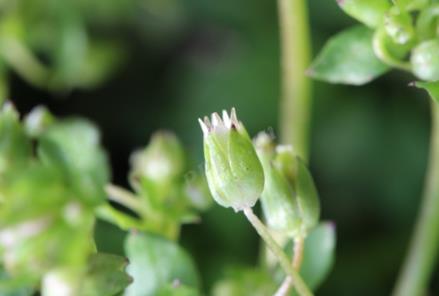 無(wú)瓣繁縷是什么植物，有什么價(jià)值和危害？