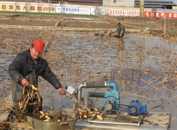 <b>挖藕機(jī)種類與操作指南，輕松掌握蓮藕采挖</b>