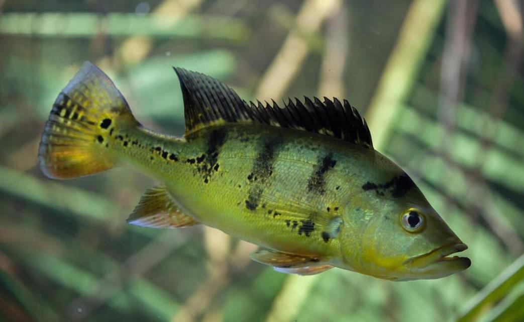 高效養殖丁桂魚，掌握水質管理與飼料搭配的關鍵